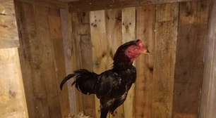 Brigada Militar combate rinha de galos durante Operação Força Total no RS