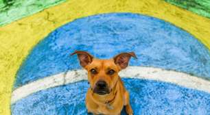 Silveira, gato que percorreu 170 km para reencontrar a família e mais: 13 momentos em que os animais 'brilharam'