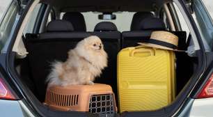 Vai viajar? Veja como preparar seu cão ou gato para as viagens de fim de ano sem sustos