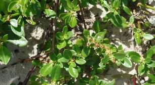 Dos saberes tradicionais para a medicina científica: esta conhecida planta brasileira inesperadamente se mostrou uma alternativa muito eficaz contra a artrite