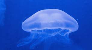 Presença de águas-vivas é registrada no litoral Norte do RS no início do verão