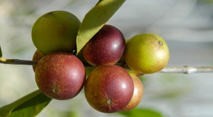 Nem laranja, nem limão: essa fruta brasileira é a mais rica em vitamina C
