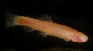 Peixe-vampiro: grutas abrigam espécie que morre se pegar sol