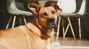 De onde vem o vira-lata caramelo? Pesquisa mapeia o DNA do animal