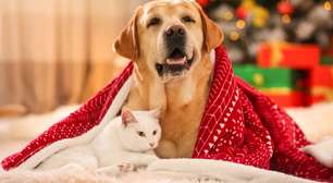 O que dar de Natal para seu pet? Veja 10 ideias criativas para cães e gatos
