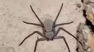 Invisível, rara e pouco compreendida: conheça esta curiosa aranha da areia