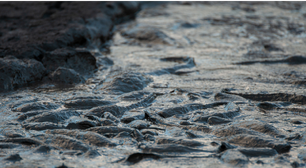 Você juraria que está morto: o estranho fenômeno do peixe que fica 'seco' por meses e volta à vida desafiando a biologia