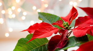 Flor de Natal: saiba onde colocar para atrair prosperidade