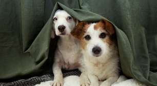 8 em cada 10 pets sofrem com barulhos de fogos de artifício, diz pesquisa