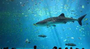 Tubarões e raias obtêm vitória para sua conservação com novos limites no comércio internacional