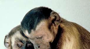 Saiba quais são os maiores primatas do planeta