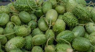 Maxixe: conheça os benefícios do vegetal para a saúde