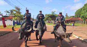 Policiais fazem patrulhamento montados em búfalos e viram atração turística em Marajó