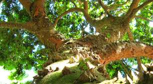 Origens dos nomes dos países sul-americanos: por que se chamam assim