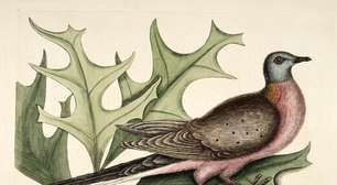 Conheça a história desta ave, a mais abundante do mundo até o século XIX e extinta em 1914