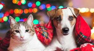 Festas de fim de ano: guia para proteger os pets dos fogos e da ceia