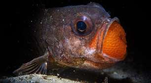 As melhores fotografias da natureza de 2025