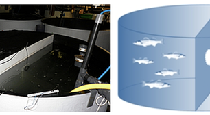 Tímidos, ousados, ansiosos os peixes também têm personalidade