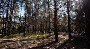 Pinheiro: a árvore abundante que influencia o meio ambiente, a economia e a cultura