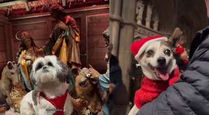 Em Londres, Igreja realiza missa de Natal para pets; veja