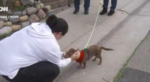 Milagre de Natal: cachorro desaparecido há cinco anos nos EUA é encontrado do outro lado do país