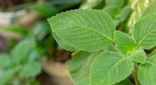 Chá de boldo: um aliado natural da digestão e da saúde do fígado