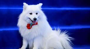 4 características do cachorro da raça volpino italiano