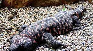 Lagarto venenoso foi chave para desenvolvimento de 'canetas emagrecedoras'