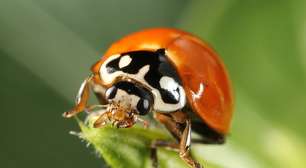 Joaninha é aliada na agricultura: além da beleza, tem lenda de bom presságio