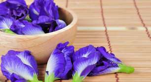 Ervilha-borboleta: a flor azul que une beleza, culinária e curiosidade científica