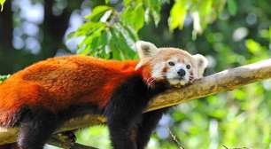 Firefox da vida real: conheça o panda-vermelho e seus riscos de extinção