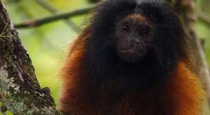 Mico-leão-de-cara-preta: o macaco mais ameaçado do Brasil! Por que passa despercebido?