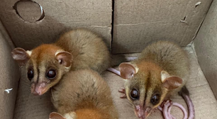 São Gonçalo ultrapassa a marca de 4.500 animais silvestres resgatados