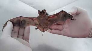 Saúde de Mogi orienta sobre vacinação antirrábica e alerta para riscos da raiva humana