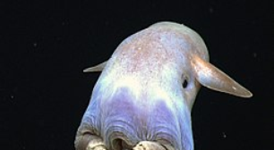 Polvo dumbo: mistério das profundezas