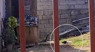 Mulher pede socorro para resgatar cachorro em situação de maus-tratos em São Roque