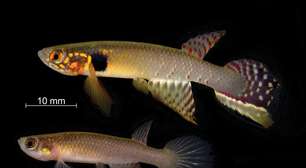 A ciência decretou seu fim, mas ele voltou: o peixe "fantasma" dado como extinto, mas que sobreviveu 20 anos escondido onde ninguém olhava