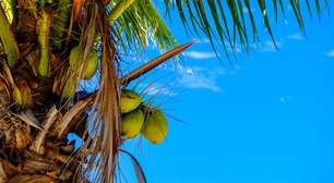 Verão: confira as melhores frutas da estação e seus benefícios pra saúde