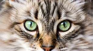 Olhos de águia! Animais com visão aguçada e privilegiada