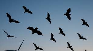 Turbinas eólicas ameaçam e causam morte de morcegos