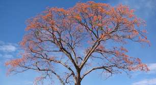 Mulungu: calmante natural da natureza brasileira