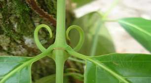 Chá da erva unha-de-gato: um aliado natural da imunidade e do combate às inflamações