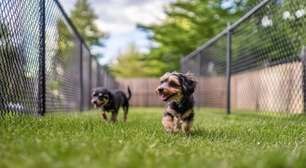 Causa Animal atende mais de 92 mil cães e gatos em Porto Alegre em 2025