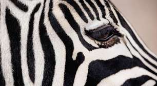 Por que zebras, pandas e outros animais são pretos e brancos?