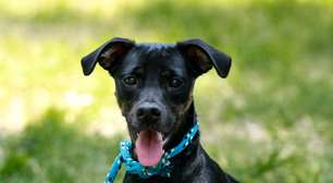 Petrópolis fecha 2025 com mais de 80% de cães e gatos vacinados