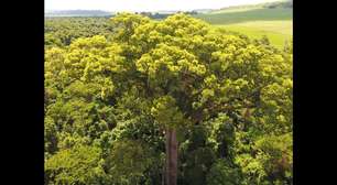 Gigantes da natureza: árvores que atravessam séculos em solo brasileiro
