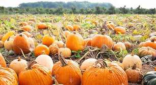 Polpa, casca e até mesmo as sementes: saiba como aproveitar tudo da abóbora