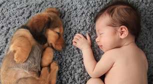 Qual é o melhor cachorro para quem tem bebê em casa?