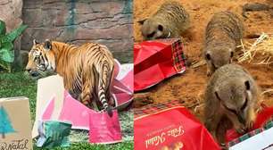 Zoológico de SP organiza 'Natal' para os animais