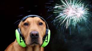 Por que cães e gatos têm tanto medo de fogos de artifício?